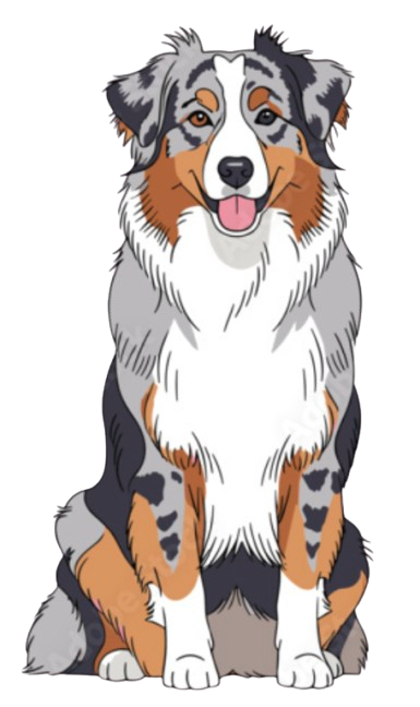 Australian Shepherd